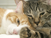 Humane law enforcement