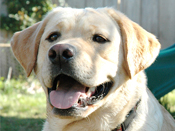 Humane law enforcement